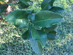 Citrus maxima