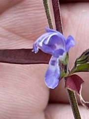 Trichostema setaceum