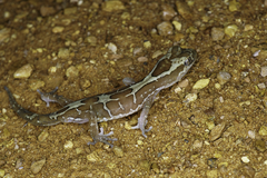 Lucasium steindachneri