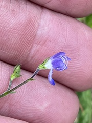 Trichostema setaceum