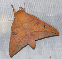 Adeloneivaia subangulata