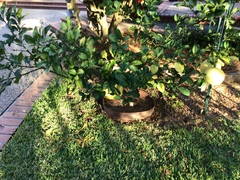 Citrus maxima
