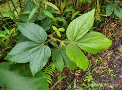 Flemingia macrophylla