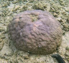 Porites