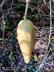 Asclepiadoideae