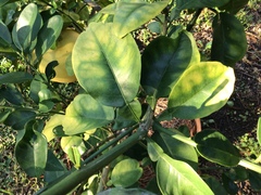 Citrus maxima