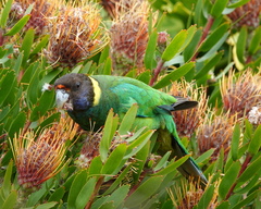 Barnardius zonarius semitorquatus