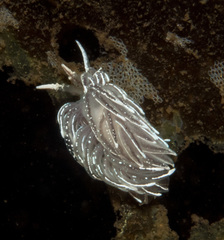Favorinus blianus