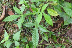 Vitex altissima