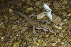 Rhynchoedura