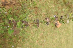 Mesosphaerum suaveolens