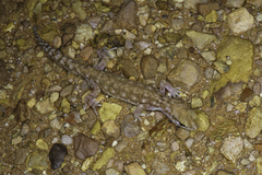 Rhynchoedura