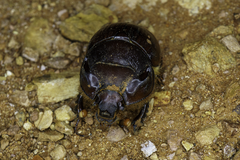 Bolboleaus truncatus