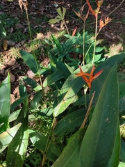 Heliconia psittacorum