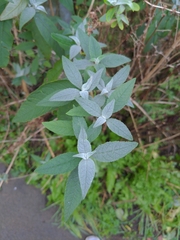 Buddleja davidii