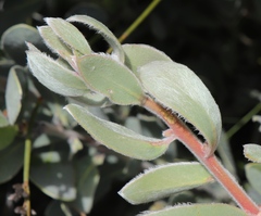 Protea punctata