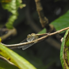 Neurothemis intermedia