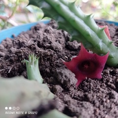 Huernia