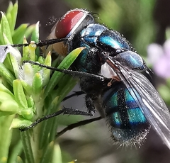 Chrysomyinae