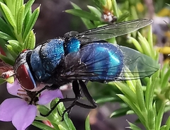 Chrysomyinae