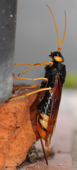 Urocerus gigas
