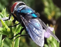 Chrysomyinae