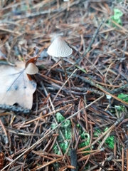 Mycena leptocephala