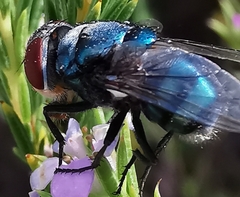 Chrysomyinae