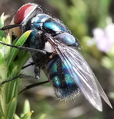 Chrysomyinae