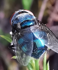 Chrysomyinae