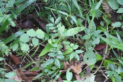 Zanthoxylum rhetsa