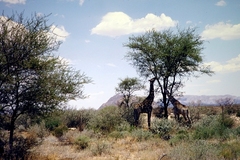 Giraffa camelopardalis