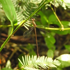 Lestes elatus
