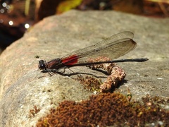 Hetaerina cruentata