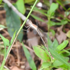 Lestes elatus