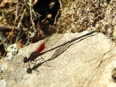 Hetaerina cruentata