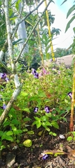 Torenia fournieri