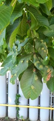 Aceria erinea