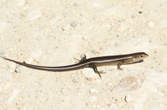 Pseudemoia entrecasteauxii