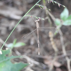 Lestes nodalis
