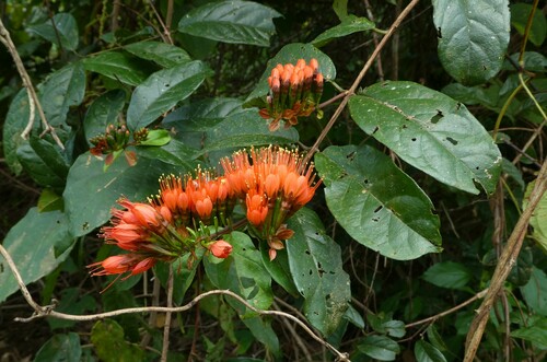 Combretum grandiflorum