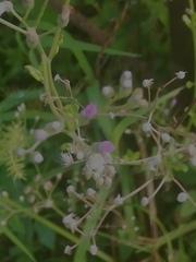 Cyanthillium cinereum