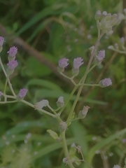 Cyanthillium cinereum