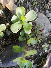 Portulaca
