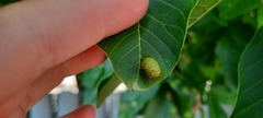 Aceria erinea