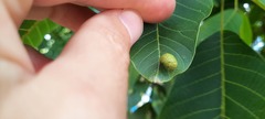 Aceria erinea