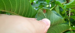 Aceria erinea