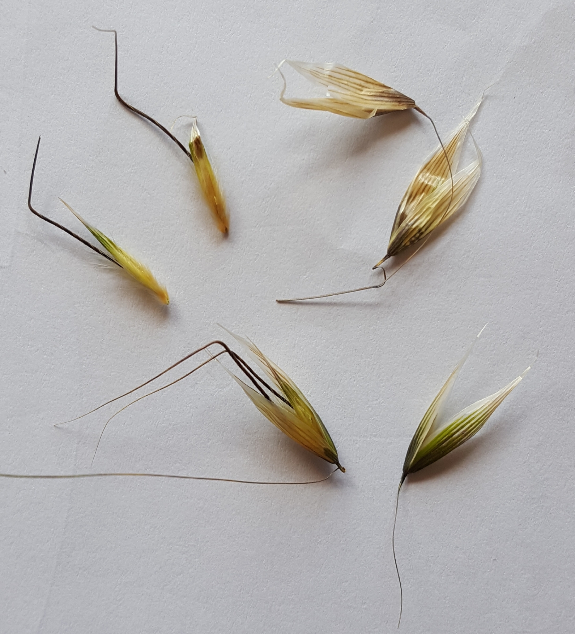 (c) François Rousseu, certains droits réservés (CC BY-NC) https://www.inaturalist.org/observations/124226311