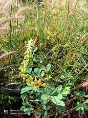 Crotalaria