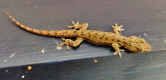 Hemidactylus frenatus